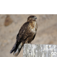 گونه سارگپه کوهی Upland Buzzard